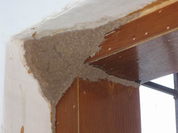 新房屋室内装修木板墙壁白蚁预防是关键