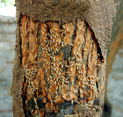 危害林木主要白蚁种类