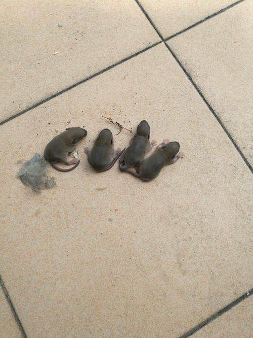 家里出现老鼠多为小家鼠