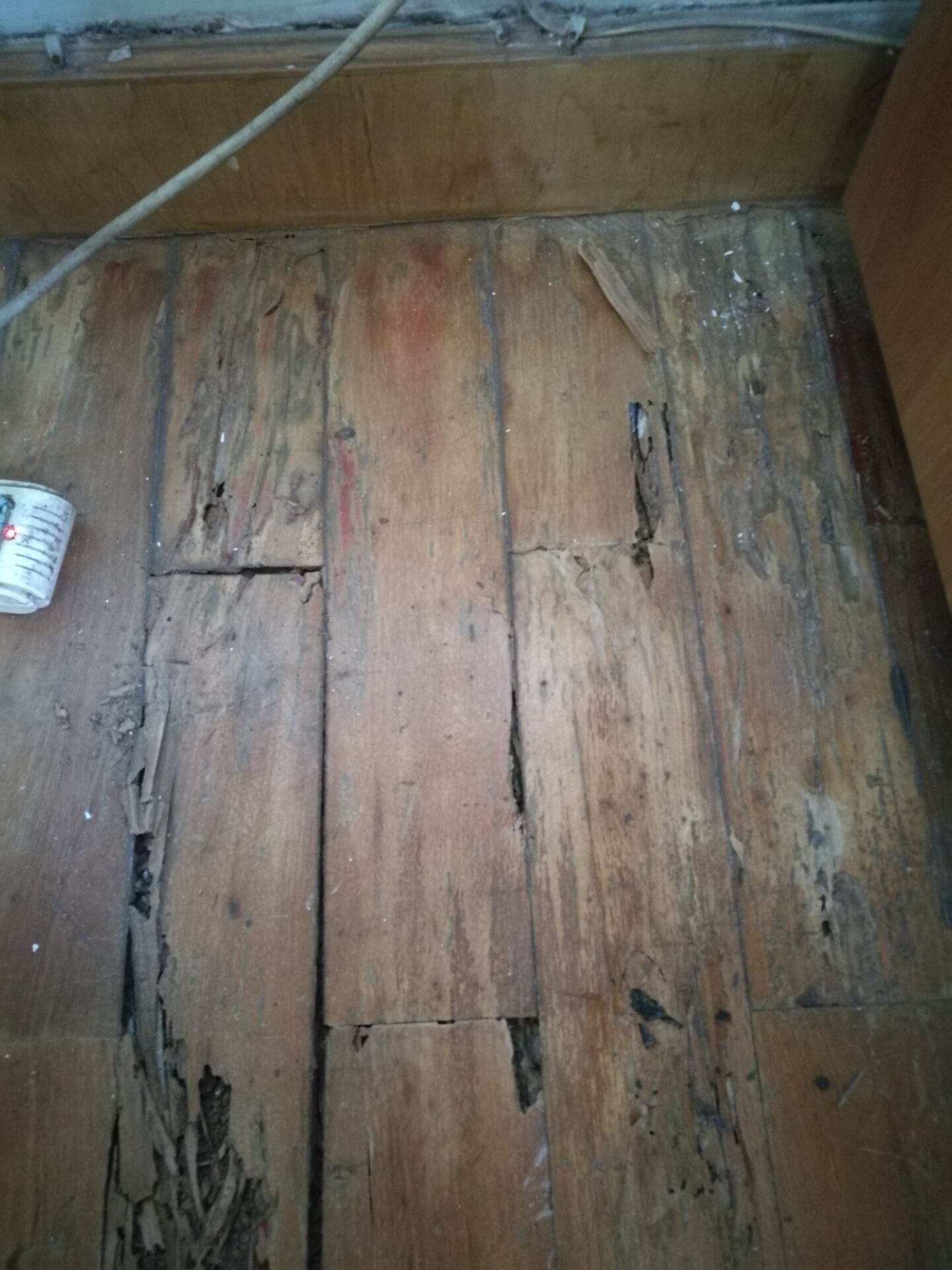家里木地板严重被白蚁破坏