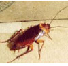 深圳杀虫公司 各种蟑螂生活习性
