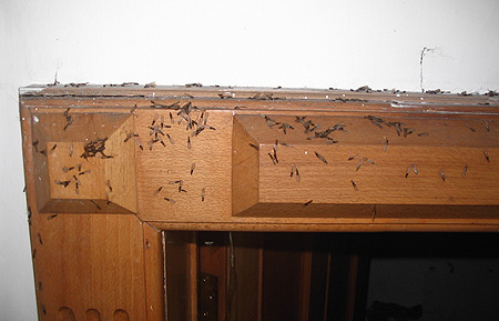房屋装修应该在什么时候做白蚁防治更合适