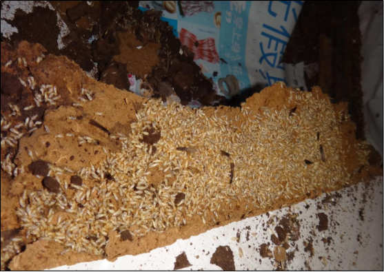 搬离家具后发现大量活体白蚁
