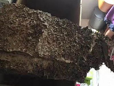 深圳市布吉求水山一半山花家里挖岀大型蚁巢