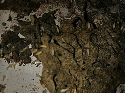 深圳南山区白蚁防治 城市山谷别墅发现大量白蚁危害